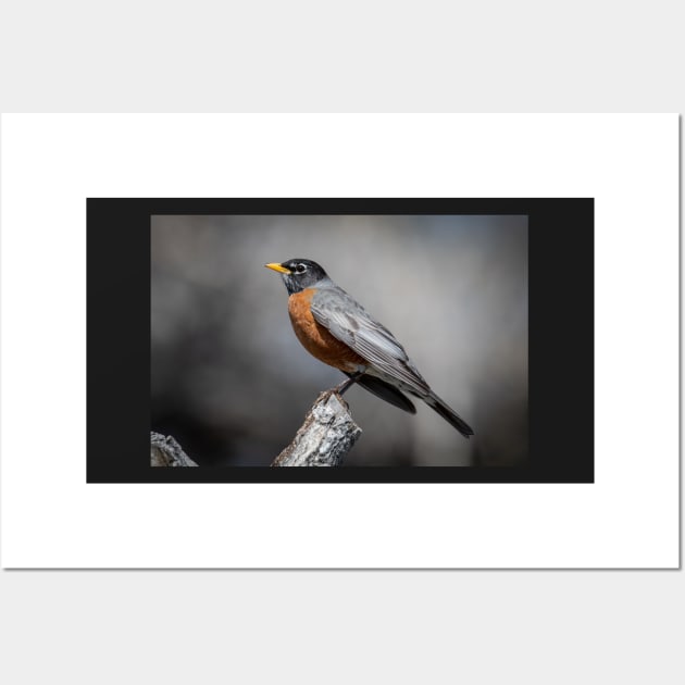 American Robin Wall Art by gdb2